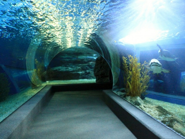 Фото океанариума Подводный мир в Паттайе, Тайланд
