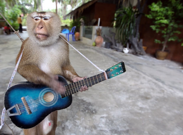 Фото театра обезьян на Самуи, Тайланд