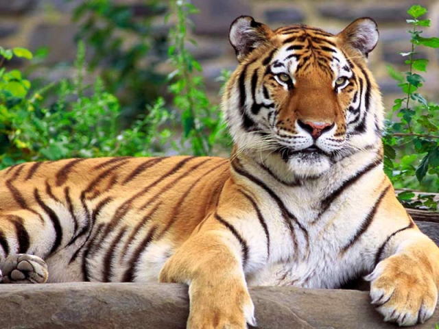 Фото тигрового зоопарка на Самуи, Тайланд