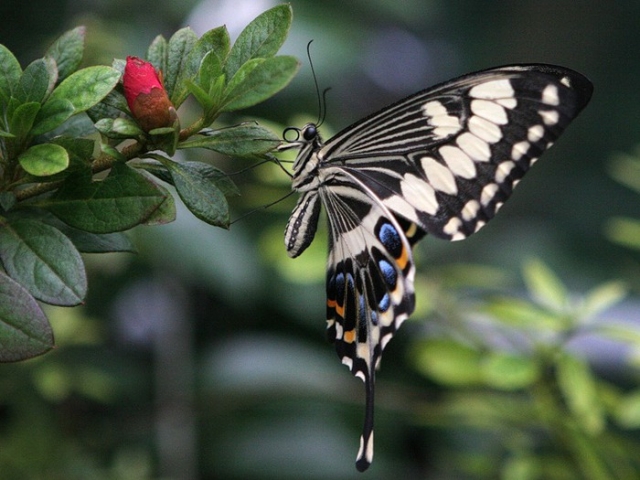 Фото сада бабочек на Самуи, Тайланд
