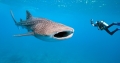 Акулы на Пхукете есть ли они были ли случаи нападения