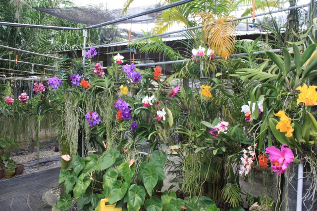 Фото сада Орхидей на Пхукете, Тайланд