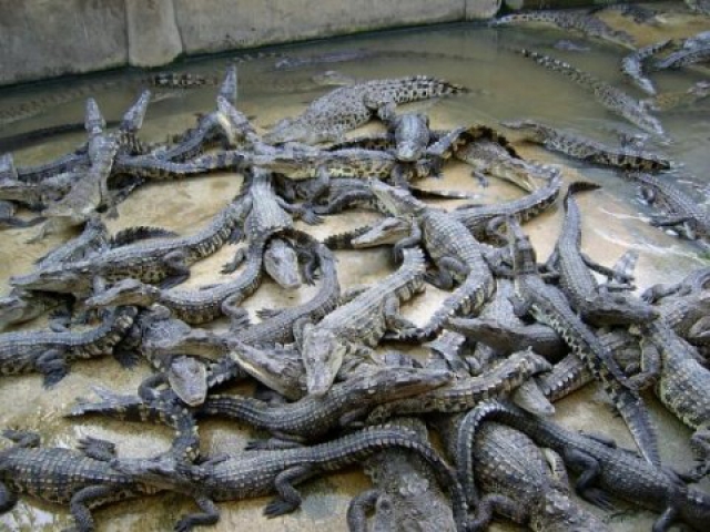 Фото крокодилов на ферме в Самутпракарн рядом с Бангкоком