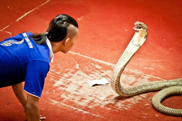 Фото змеиной фермы на Пхукете, Тайланд