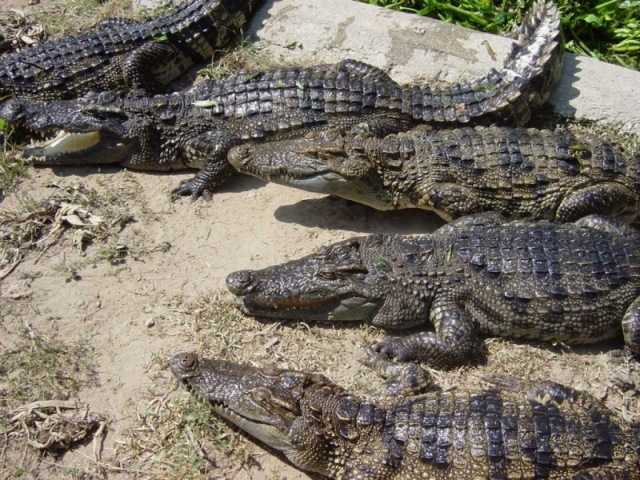 Фото крокодиловой фермы на Самуи, Тайланд